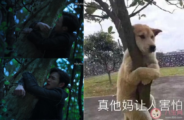 网络用语狗塑是什么意思什么梗 狗塑为什么火了