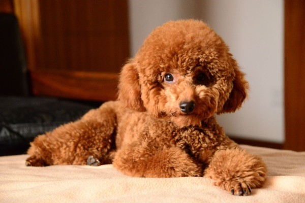 泰迪是哪个国家的狗？泰迪犬的起源和历史