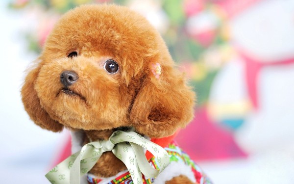 泰迪是哪个国家的狗?泰迪犬的起源和历史