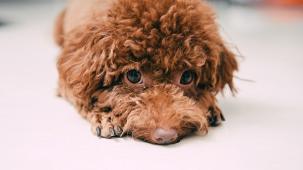 泰迪是哪个国家的狗?泰迪犬的起源和历史