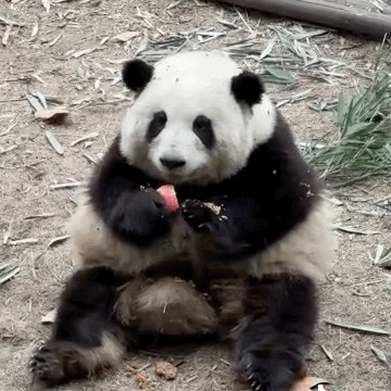 被连续夺笋的大熊猫花花学会了拒绝 护食花花戳人笑点