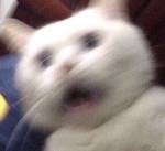 猫大盐