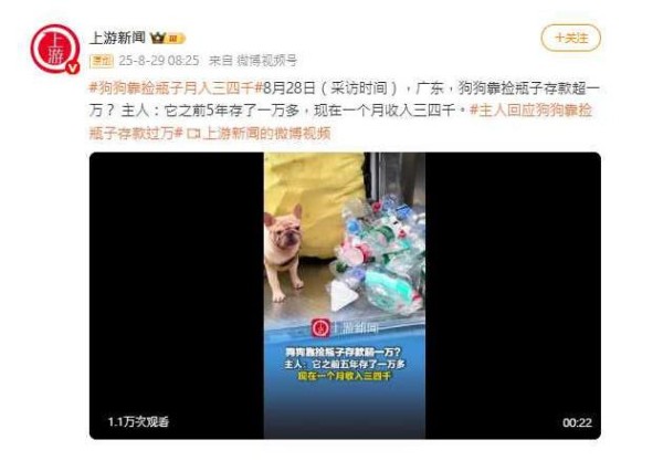 狗都比你会赚钱!牠靠1行为成网红 存款超过白领月薪