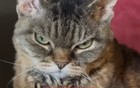 小猫发现主人去世而封闭内心，直到…谢谢你！