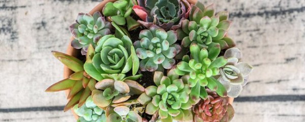 橙梦露多肉怎么养