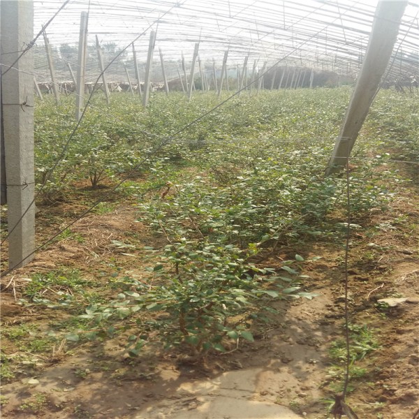 追雪盆栽蓝莓苗供应追雪蓝莓苗厂家厂家直供