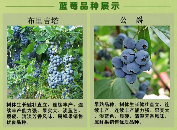 北京追雪蓝莓苗批发基地什么品种好