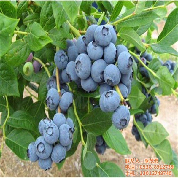 北京追雪蓝莓苗批发基地什么品种好