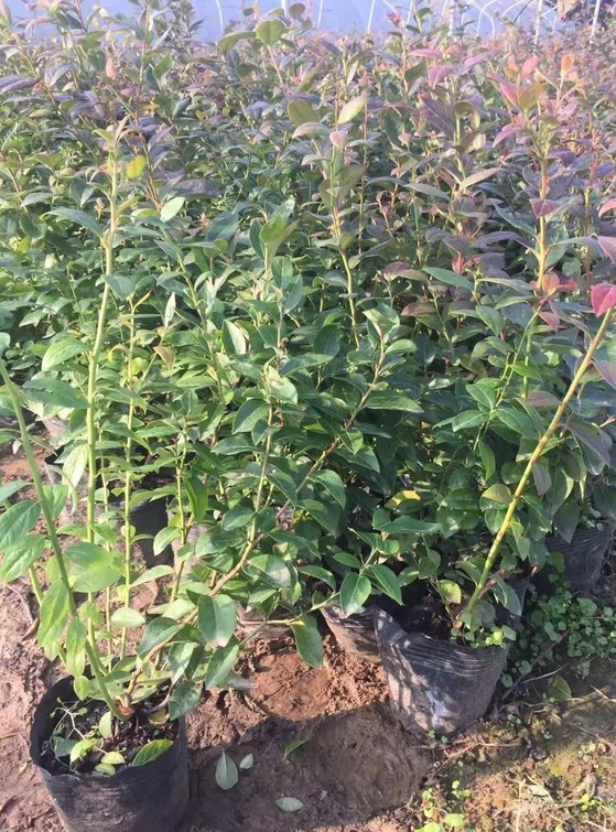 北京追雪蓝莓苗批发基地什么品种好