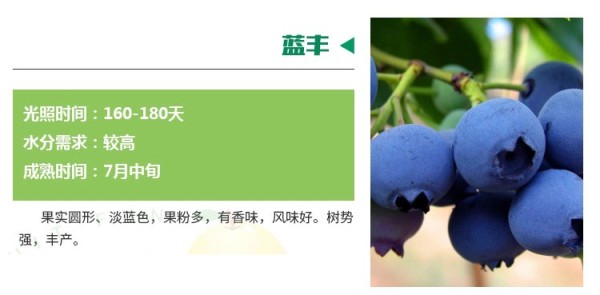 北京追雪蓝莓苗批发基地什么品种好