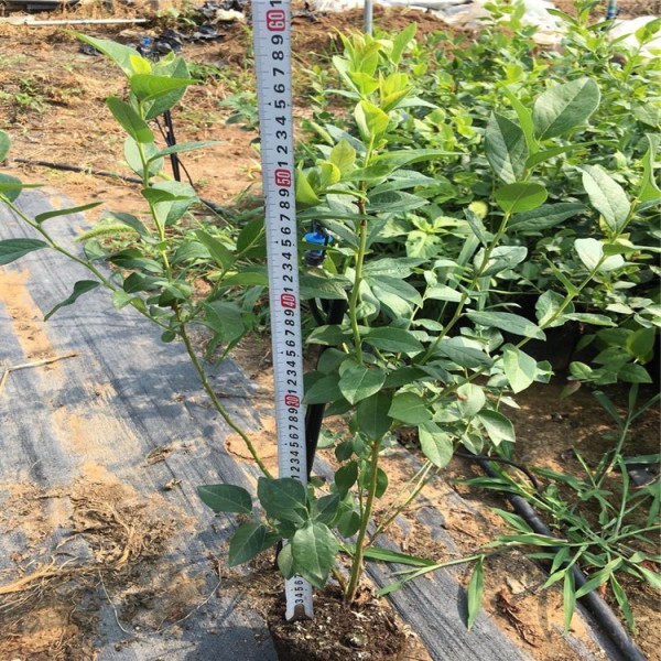 2020年追雪蓝莓苗价格、追雪蓝莓苗亩产多斤