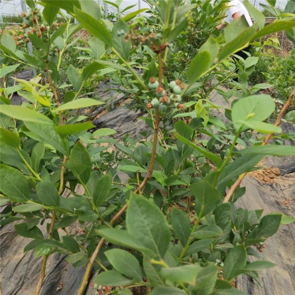 追雪蓝莓苗 爱科 合肥追雪蓝莓苗价格