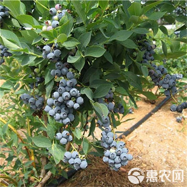 斯巴坦蓝莓苗 追雪蓝莓苗
