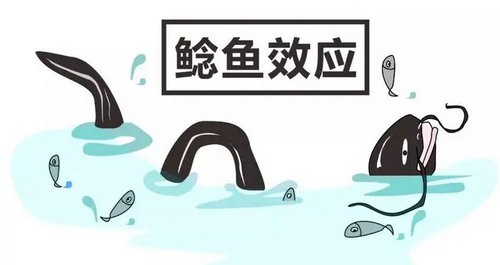 鲶鱼效应的原理是什么 为什么有了鲶鱼就能活