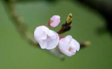 梦见黑兔崽　周公解梦之梦到黑兔崽