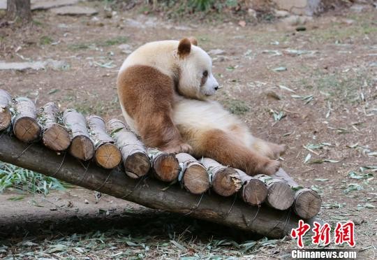 七仔在静坐思考。　吴燕峰 摄