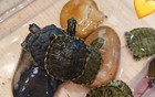 木子美说柴某叠罗汉，真相是什么？最新回应来了！