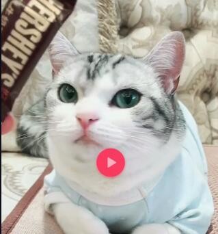 抖音momo酱猫咪主人是谁 河卜卜的momo酱个人资料介绍