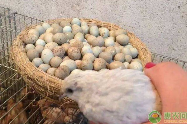 芦丁鸡家庭养殖方法-图片版权归惠农网所有