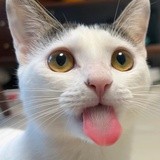 疯狂的凉拌猫食