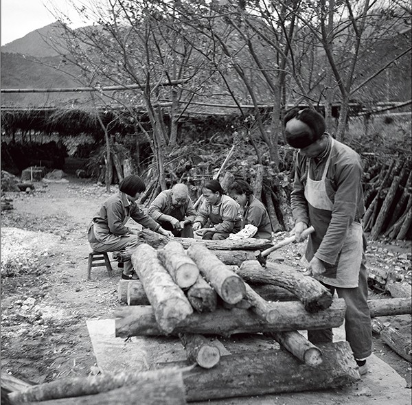椴木制菇 （姚家飞1981年11月摄于庆元周墩香菇实验场）.jpg