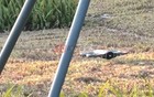 大疆全景无人机曝光！或已处于排产状态！