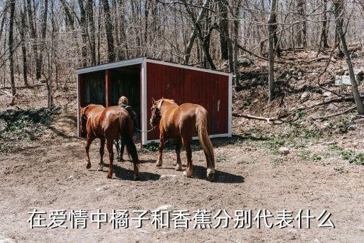 在爱情中橘子和香蕉分别代表什么