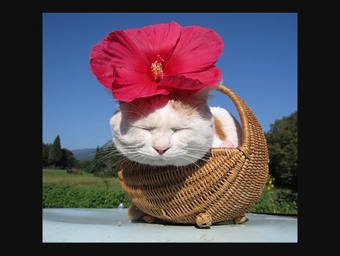 网络上另一只流传甚广的明星猫，日本的 “猫叔”。（图片：group.mtime.com）