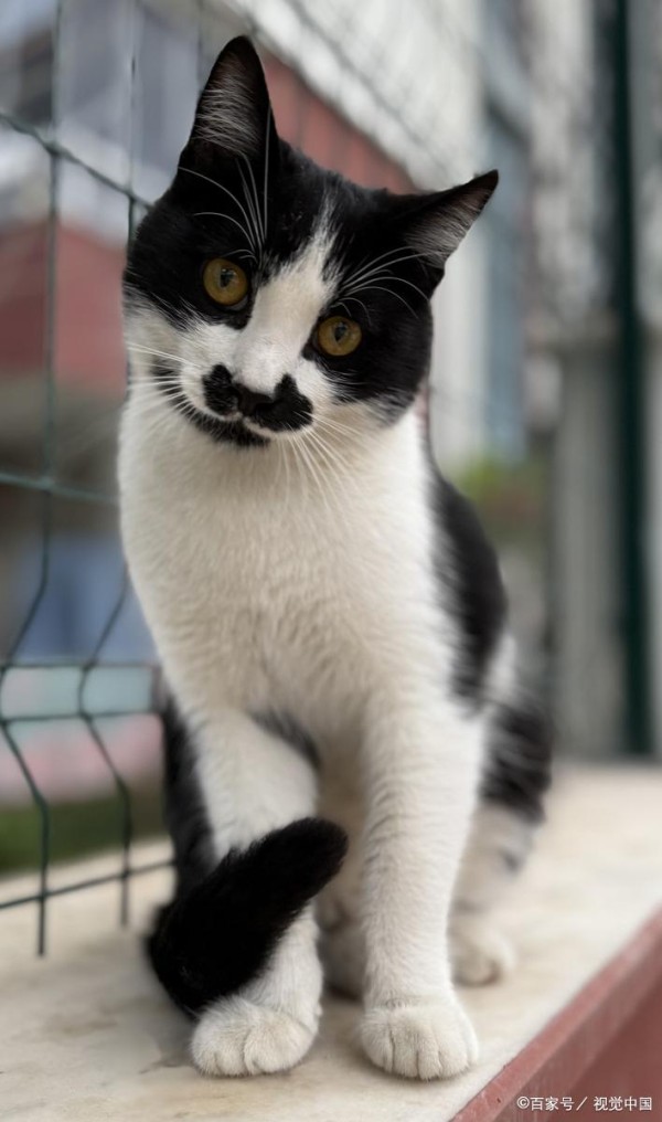 奶牛猫大揭秘！这个神秘品种，你了解多少？