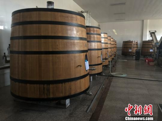 戎子酒庄葡萄基地位于北纬35-36度，平均海拔1100米的黄土高原上，是世界上唯一的黄土高原葡萄酒。　屈丽霞 摄