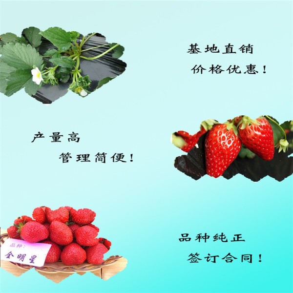 红颜草莓苗全明星草莓苗-全明星草莓苗栽植要求