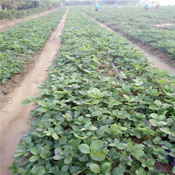 红颜草莓苗全明星草莓苗-全明星草莓苗栽植要求