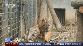 动物园萌力对决 “红糖”VS“潦草熊”谁更让你心动？