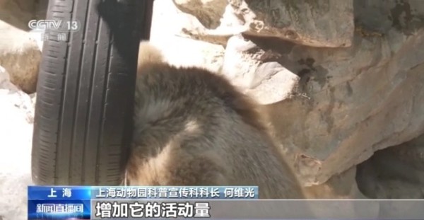 动物园萌力对决 “红糖”VS“潦草熊”谁更让你心动？