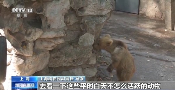 动物园萌力对决 “红糖”VS“潦草熊”谁更让你心动？