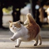 猫阿水