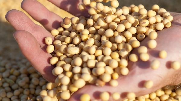 大豆和黄豆是什么关系