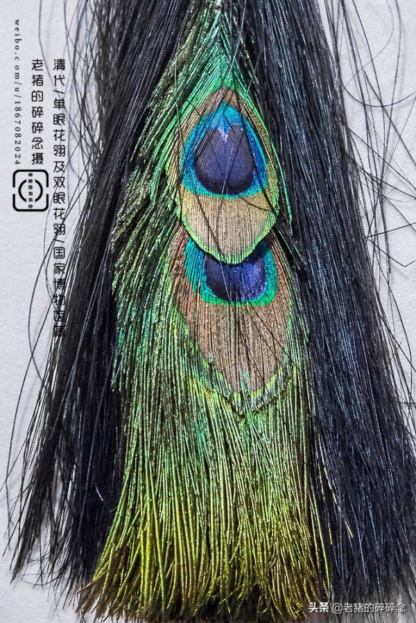 老猪的碎碎念：只要看过清宫戏的，
绝对听过这两句台词吧，
“来人呐，把他的顶戴花翎摘去！”
“来呀，赏赐X爱卿双眼花翎”

那么，花翎到底是个什么东西呢？

所谓花翎，实际上是用孔雀的羽毛做成的，分为三种，分别为单眼花翎、双眼花翎与三眼花翎，这个一眼二眼其实就是指孔雀羽毛上的圆圈，其中三眼花翎最为珍贵与荣耀。所以，这个顶戴花翎对于官员来说是极为重要的，如果你被拔去顶戴花翎则意味着解除了一切职务。
...