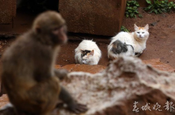春城晚报2017年曾对“猴猫共处”有报道。 图片来源：春城晚报