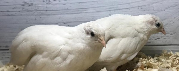 养芦丁鸡需要注意什么