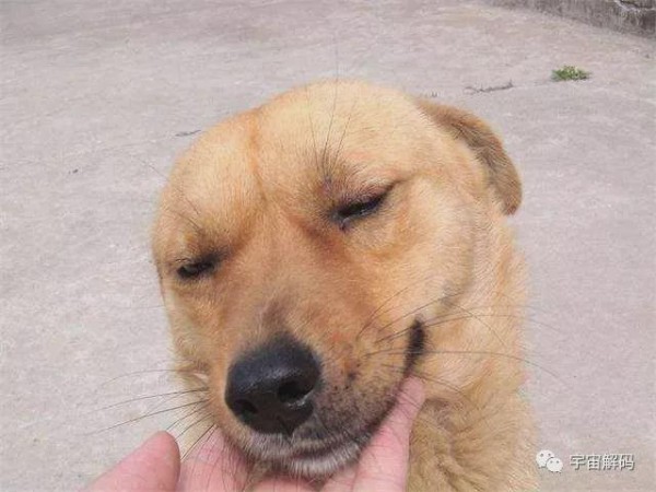 土狗最长寿命是多少？为什么现在农村的土狗越来越少了？