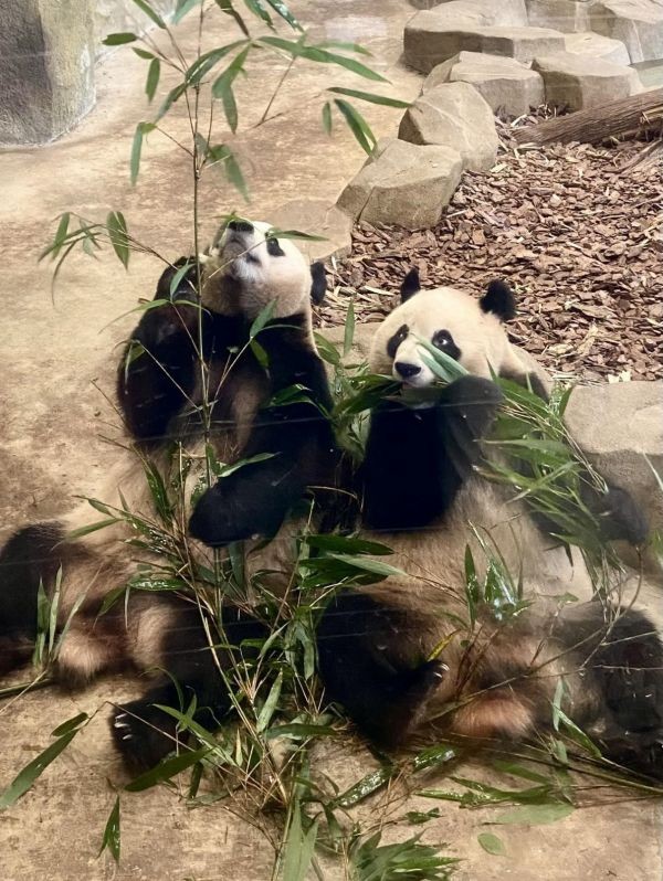 大熊猫艾玖和润玥正在吃竹子。匈牙利民主传媒集团执行总编辑 大卫·本奇克 摄