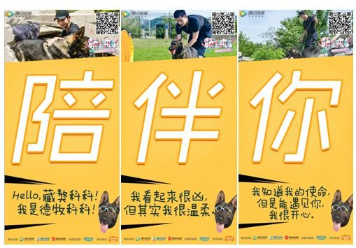 麦富迪《萌主来了》张继科等明星携萌宠陪伴一整夏