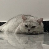 养一只崽子