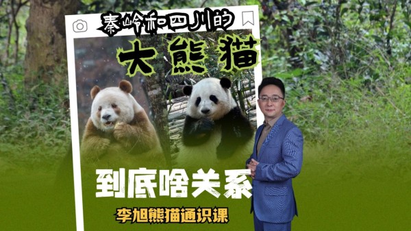 秦岭和四川的大熊猫到底啥关系