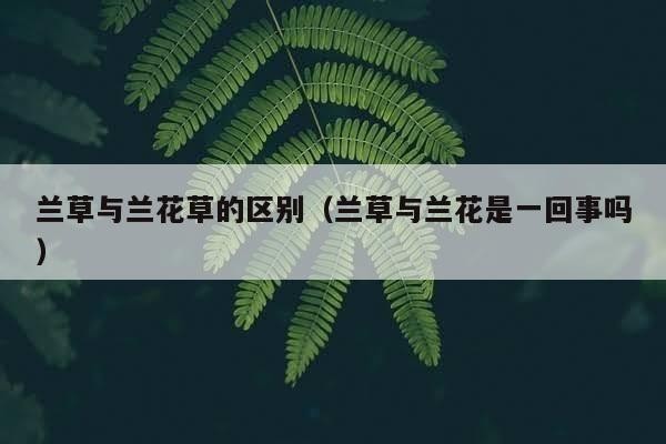 兰草与兰花草的区别（兰草与兰花是一回事吗）