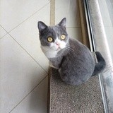 土豆丸子