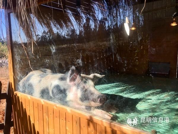“明星猪”成员——滇南小耳猪。