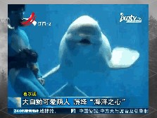 鲸豚探秘：白鲸——海洋中的可爱精灵与声音专家