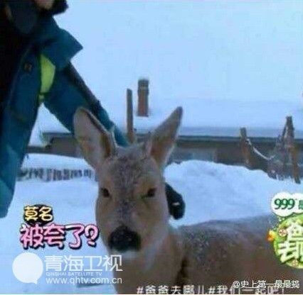 狍子君莫名被夸了